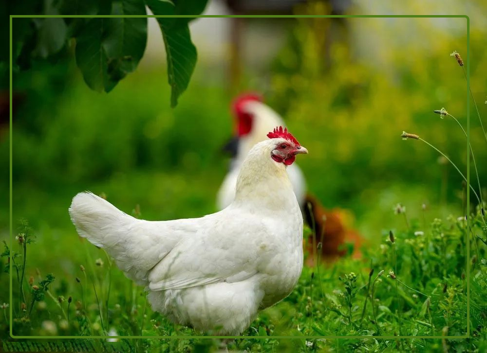 CHICKEN FARM31 GRANJA DE POLLOS31