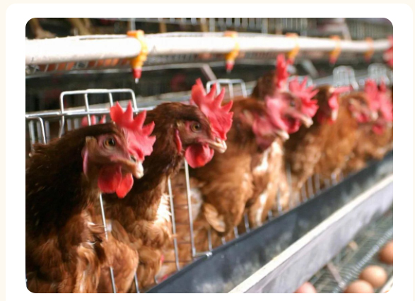 CHICKEN FARM3 GRANJA DE POLLOS3