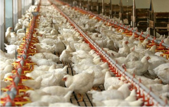 chickenequipment equipo de pollo