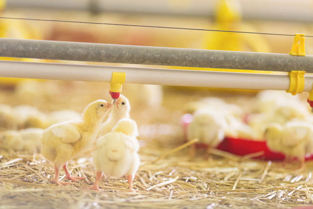 poultry equipment equipo avícola