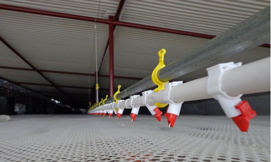 chicken farm1 granja de pollos1