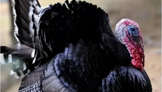 turkey equipment equipo de pavo