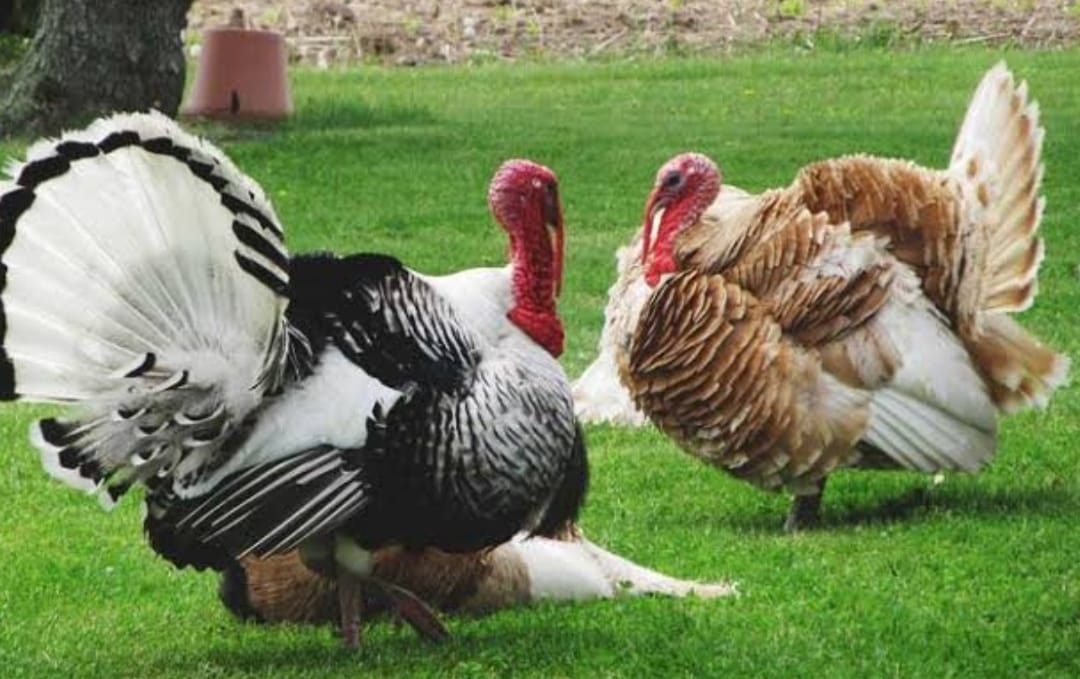 turkey (3) pavo (3)