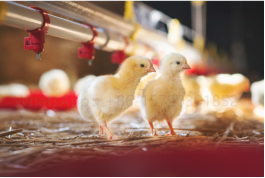 drinking line 202326143626