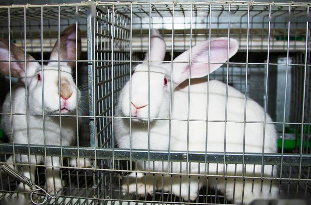 rabbit farm1 granja de conejos1