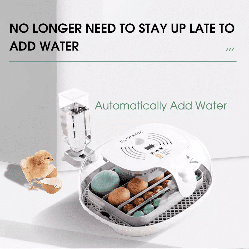 egg incubator (10) incubadora de huevos (10)