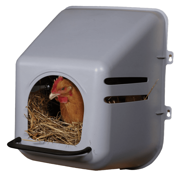 ChickenNest nido de pollo