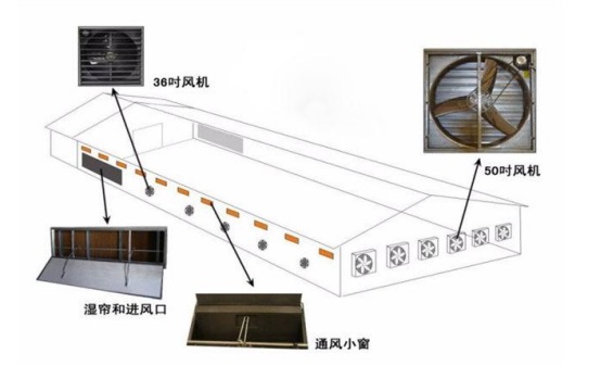 chicken farm2 granja de pollos2