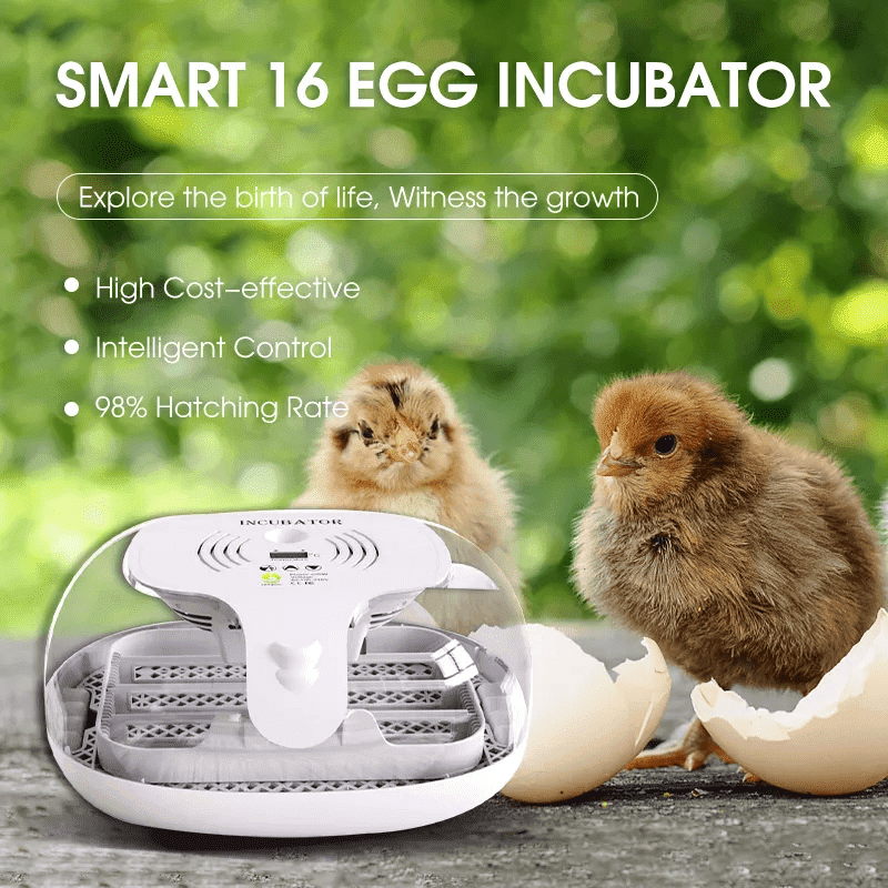 egg incubator (9) incubadora de huevos (9)