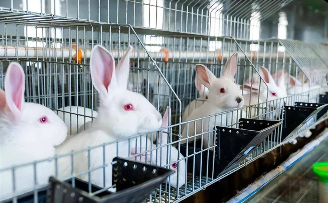 rabbit farm3 granja de conejos3