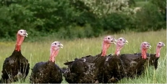 turkey farm granja de pavos