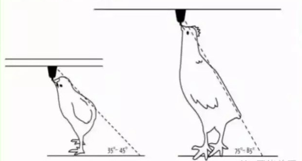 nipple drinker bebedor de pezones