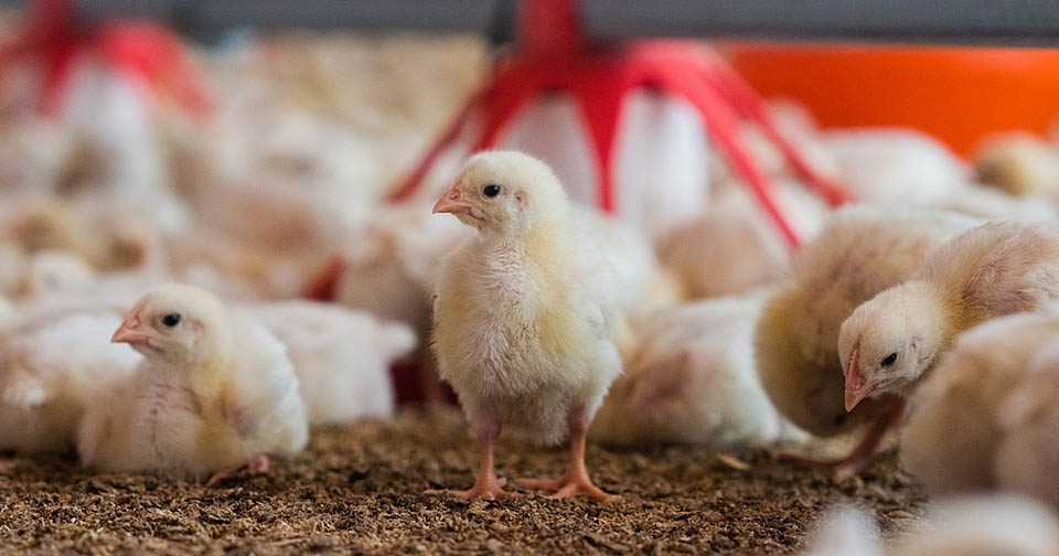 ¿Cómo mantener calientes a los pollos de corral en invierno?