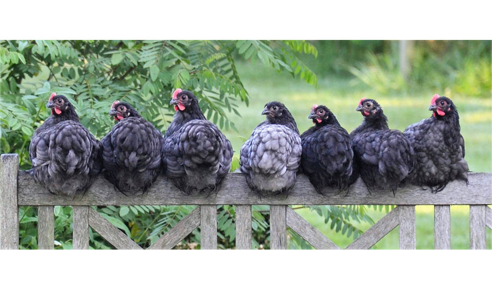 Resuelva el problema de ventilación de la cría de pollos de engorde en un solo paso