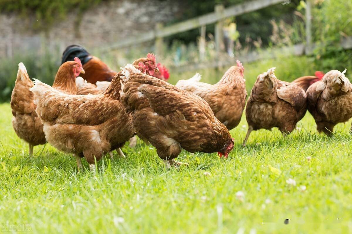 Manejo de la cría ｜ Medidas integrales para reducir la tasa de rotura de huevos