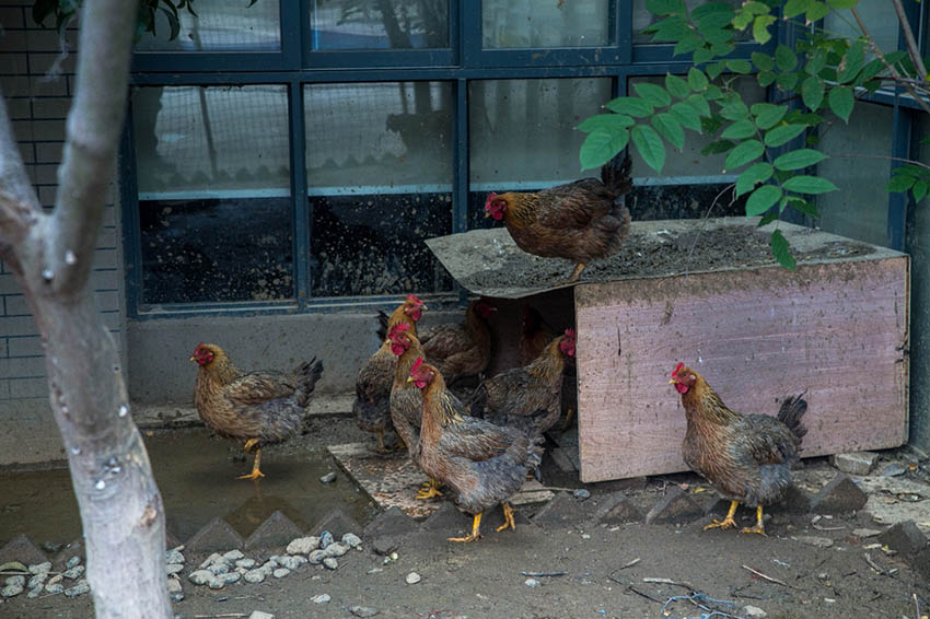 Cómo cultivar gallinas y polluelos en el jardín de su casa