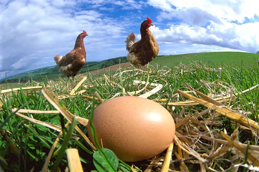 Gallina, huevo