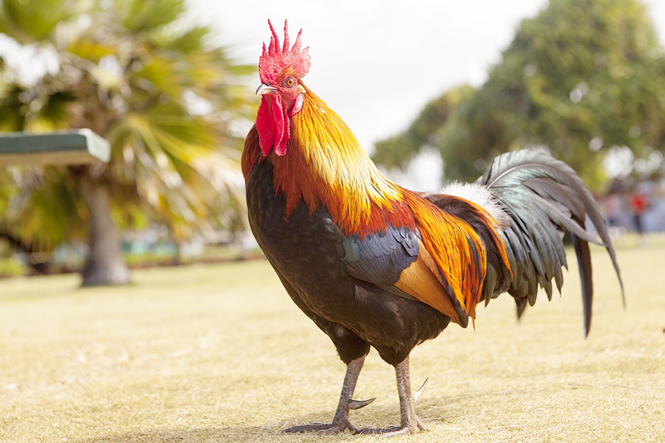 ¿Cómo criar pollo?