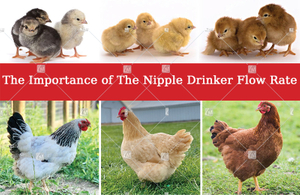 chicken drinker11.2902.jpg