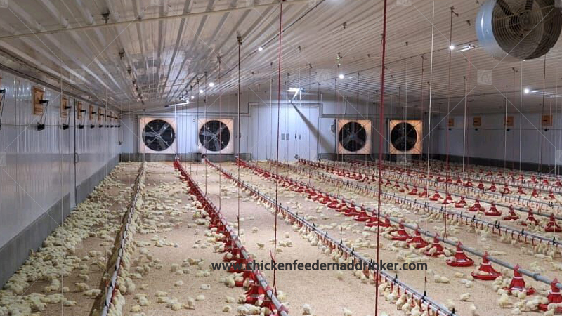 Solución de fallas comunes en la línea de agua y la línea de alimentación de equipos de cría de pollos