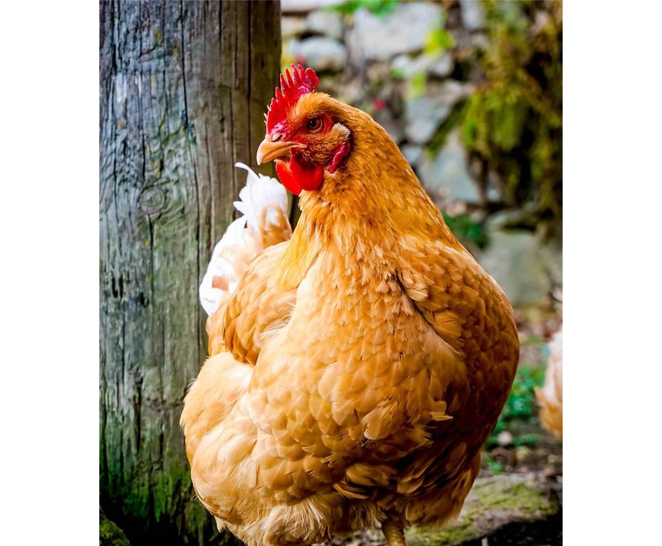 Precauciones para criar pollos en invierno.