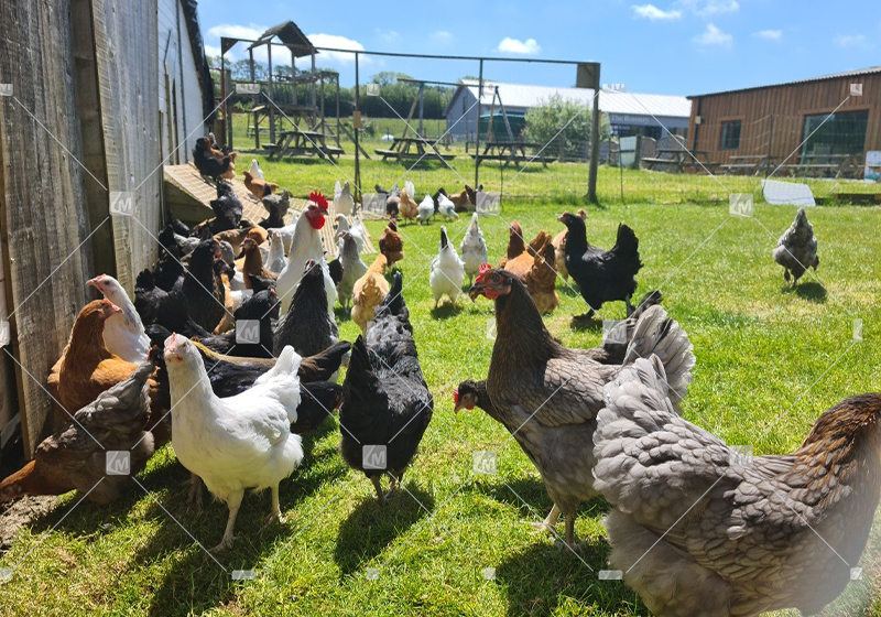 Cómo evitar que las gallinas se resfríen