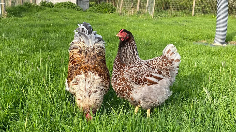 ¿Cuáles son las diferencias entre gallinas ponedoras y pollos de engorde y cómo elegir entre ellos?