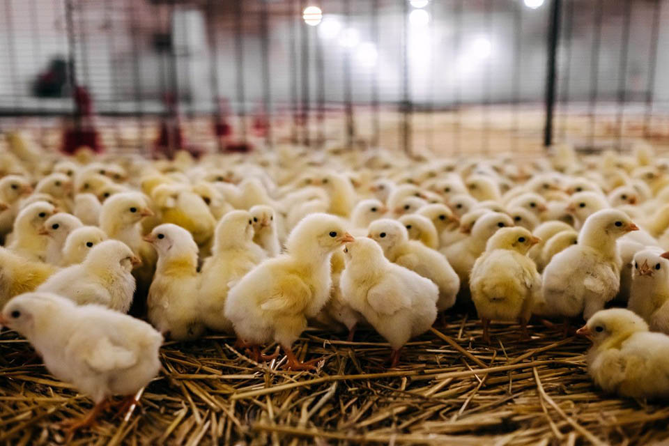 ¿Cómo obtienes la mayor cantidad de huevos de las gallinas de tu patio trasero?