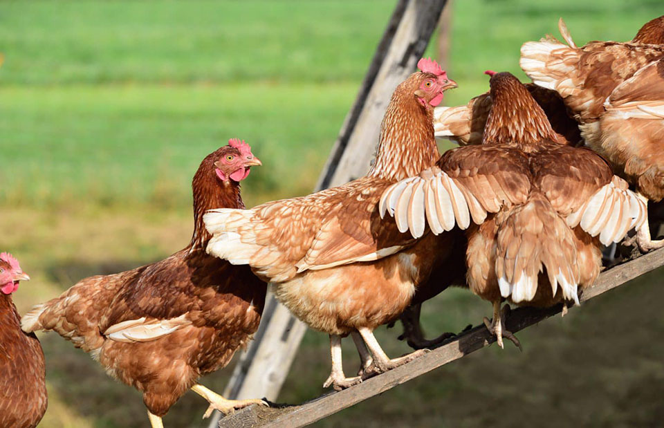 ¿Cómo criar gallinas sin enfermarse y que crezcan rápido?¡El golpe para criar gallinas para que crezcan rápidamente!