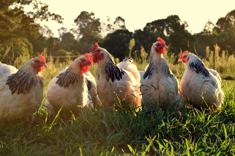 20429652_813873762121241_6456954036998016677_n