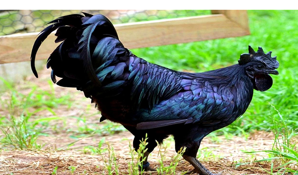 Tecnología de cría y alimentación de pollos criadores.