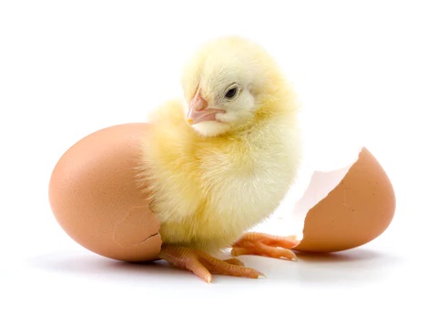 ¿Cuánto tiempo tarda una gallina en comenzar a poner huevos después de comprarla en una tienda o en un criador?