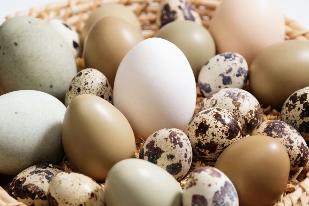Huevo de codorniz VS huevo de gallina, ¿los huevos de codorniz son mejores para ti?