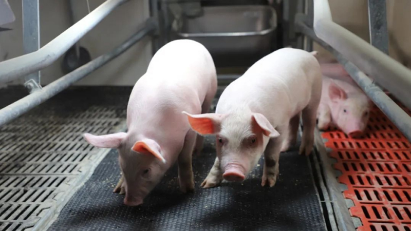 Cómo mejorar eficazmente la eficiencia de las granjas porcinas en invierno: ¡es muy importante una buena alimentación y gestión!