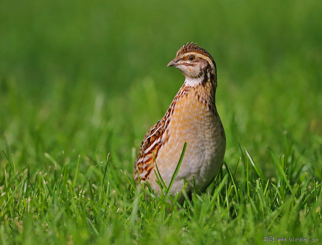 Precauciones para la cría de codornices.