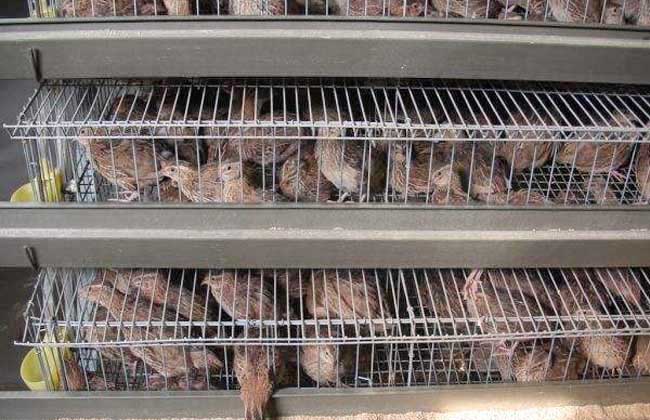 granja de codornicesPS