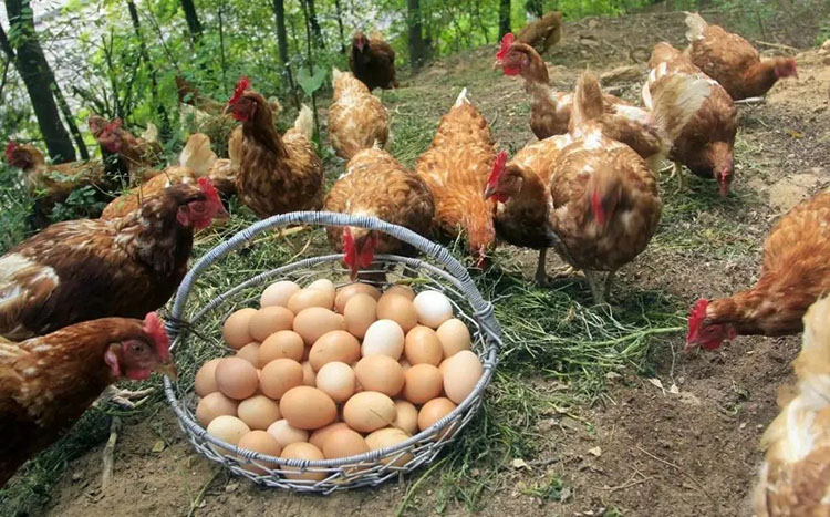 cría de pollos9.5