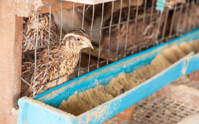 granja av&iacute;cola