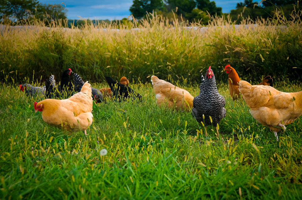 ¿Es fácil criar gallinas después del comienzo del otoño?