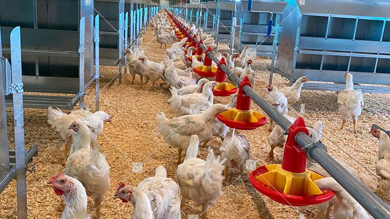 granja de pollos