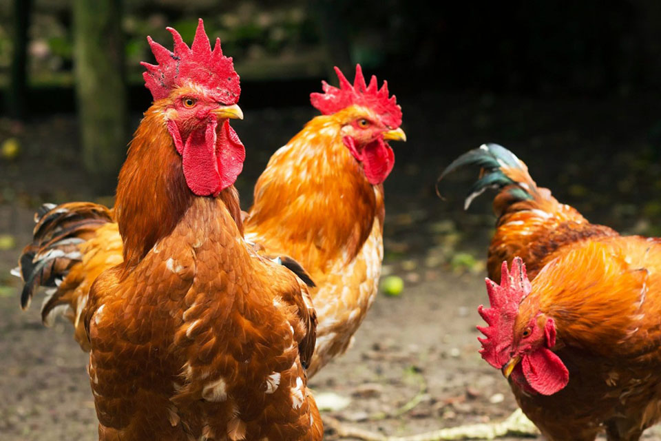 Cómo utilizar equipos de pollos automatizados para criar pollos científicamente