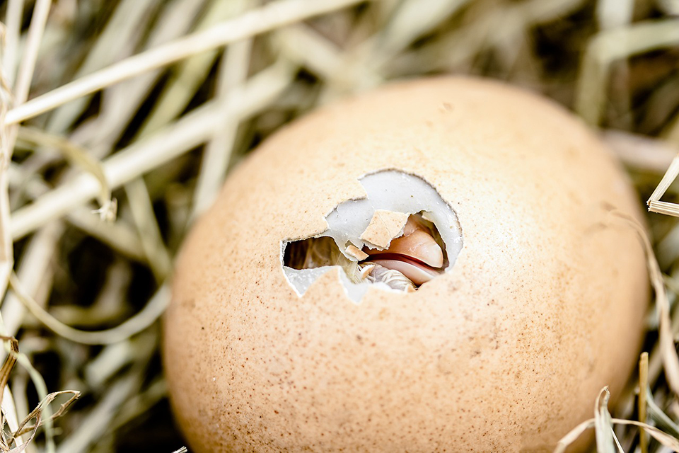  incubación y eclosión industrial de huevos de gallina 