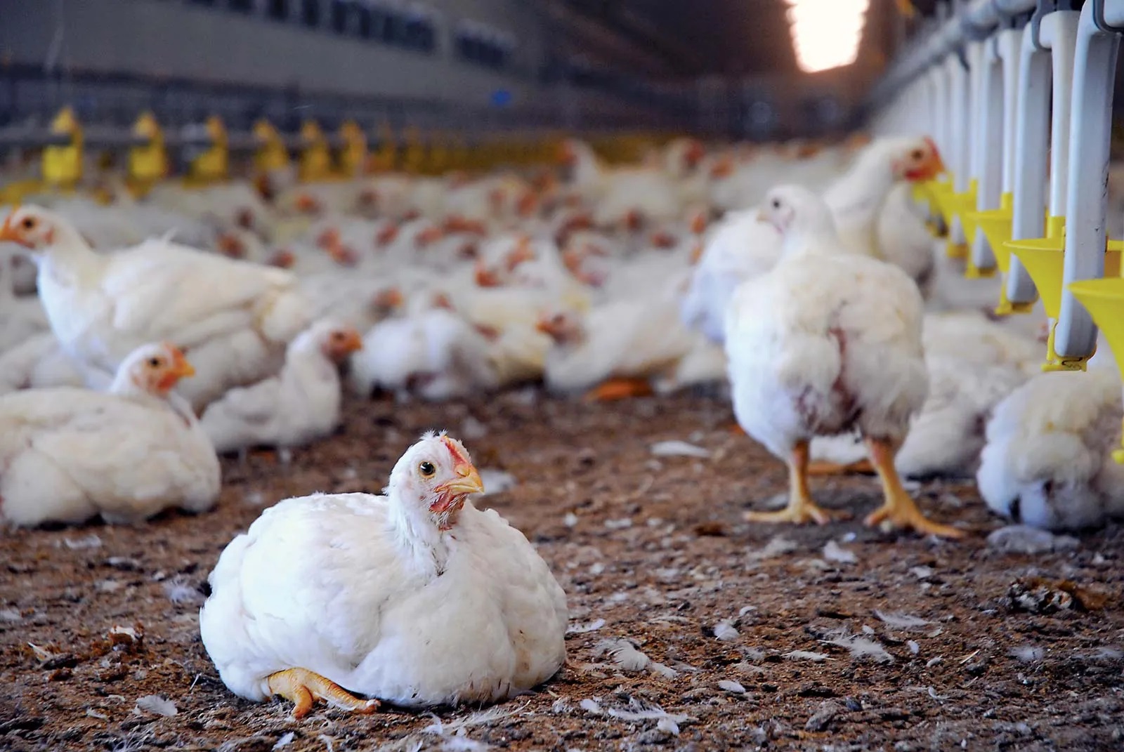 Ventajas de criar pollos de engorde