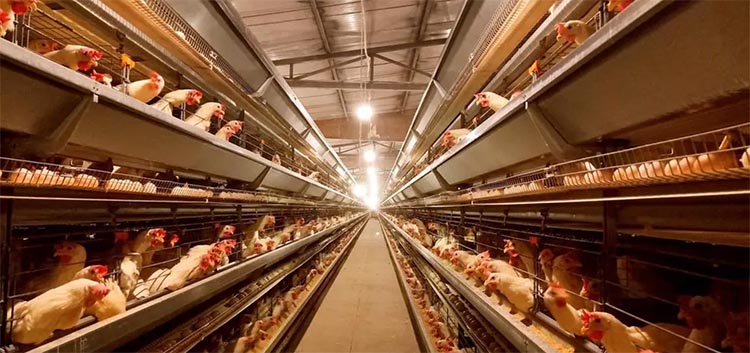 ¿Cuánto sabes sobre el sistema de ventilación del gallinero?