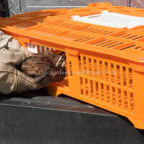 jaula de transporte para codornices (1)