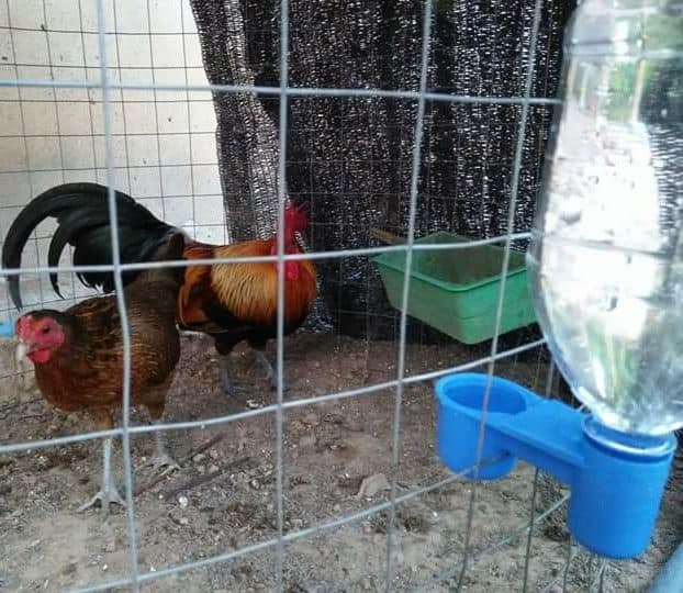 Bebedero automático para pájaros, bebedero de botella de agua para palomas para jaula LMB-10