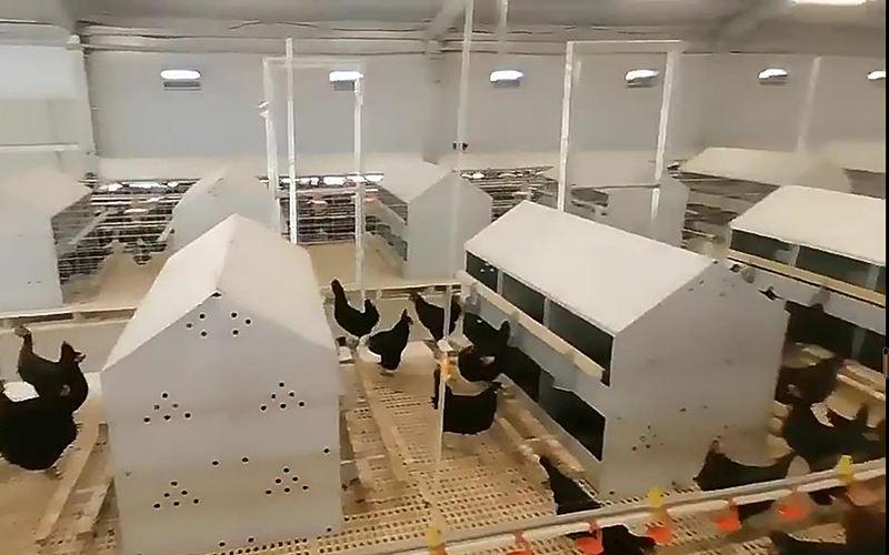 Nido de pollo de hoja de acero con 24 agujeros, gallinero ponedor, caja nido para ponedora de huevos, granja avícola, gallinero duradero, LMA-19