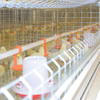 Jaula para ponedoras de pollos tipo H para cría automática de equipos avícolas Jaula para pollos