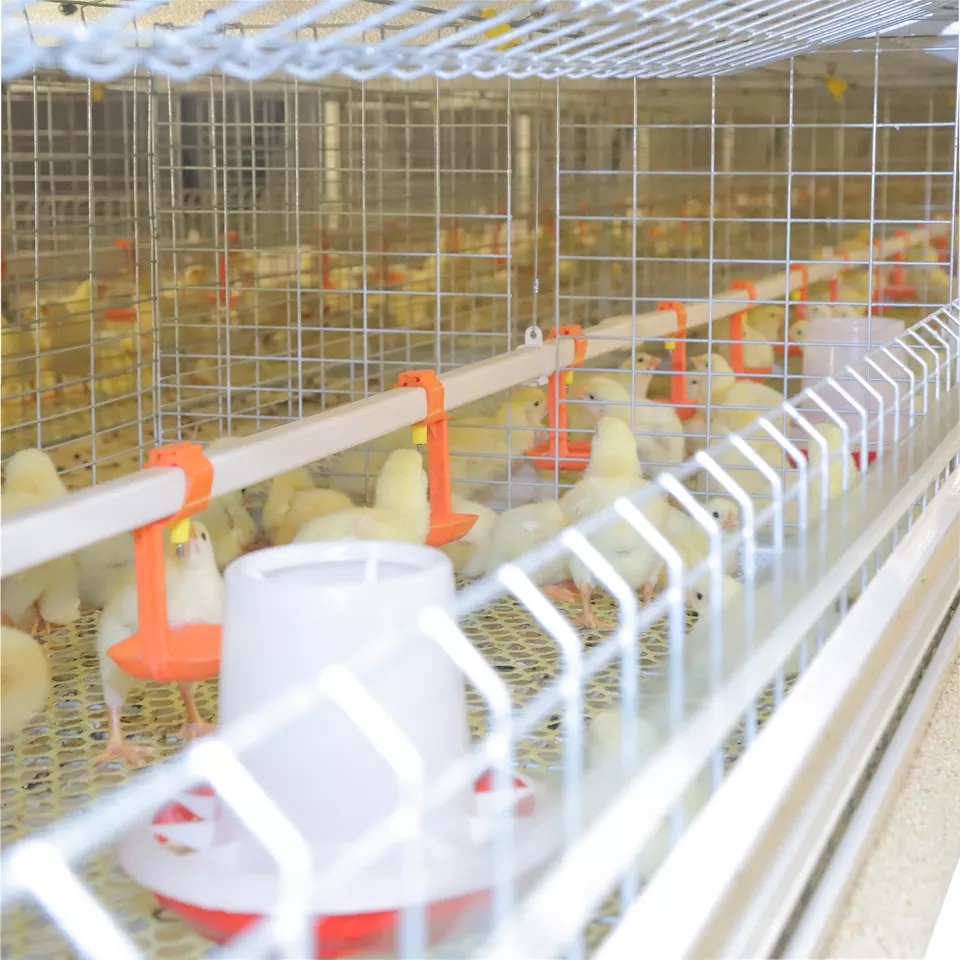 Jaula para ponedoras de pollos tipo H para cría automática de equipos avícolas Jaula para pollos