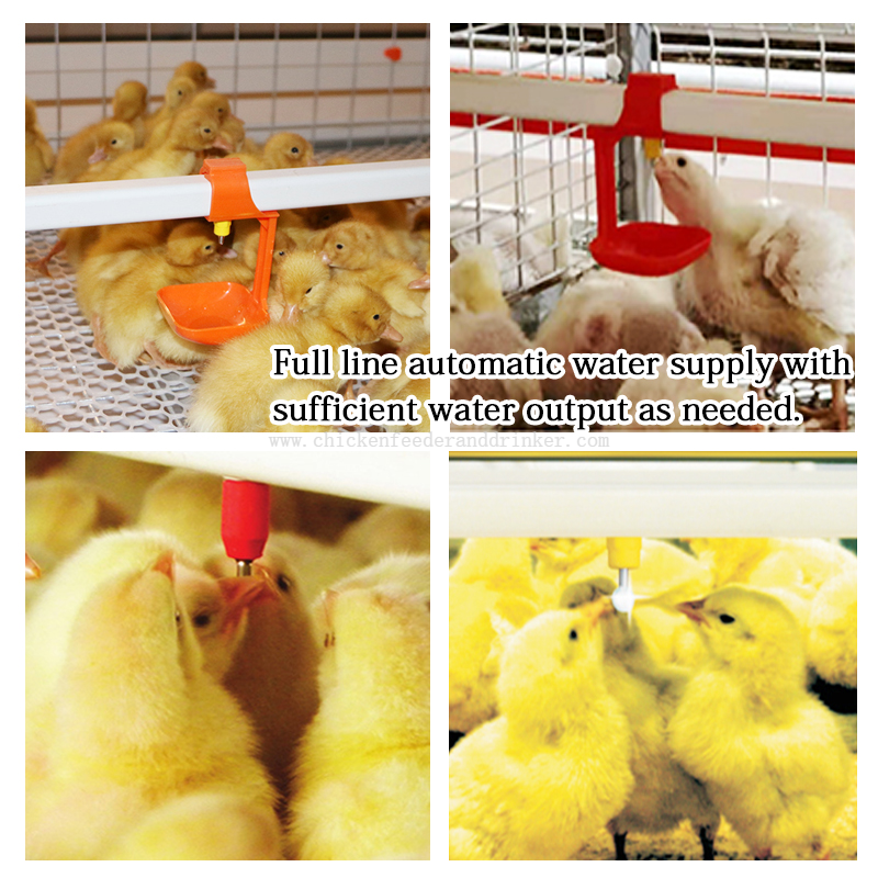 bebedero de pollo (13)